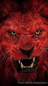 The lion (panthera leo) is a species in the family felidae and a member of the genus panthera. Red Lion Lion Images Lion Hd Wallpaper Lion Live Wallpaper