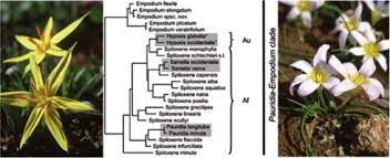 Image result for Hypoxidaceae