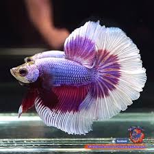 Live Betta Fish Male Purple Butterfly Halfmoon Hm 2882 Betta Betta Fish Purple Butterfly