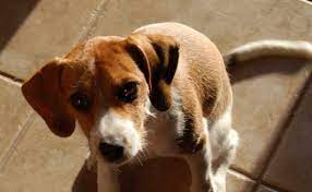 Maybe you would like to learn more about one of these? Jack Russell Terrier Mix Beagle Anything Terrier