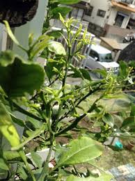 はなこさんの日記 みかんの新芽が 不安です
