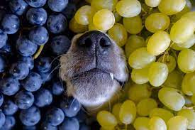 Can Dogs Eat Grapes Or Raisins Can Dogs Eat Can Dogs Eat Grapes Human Food