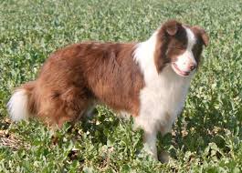 He is a medium/small (13.5kg) collie cross and he is fostered in camberley surrey. Chocabloc Border Collies