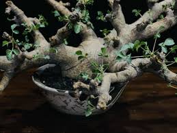 Image result for Commiphora zanzibarica