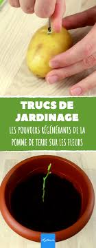 Il Met Une Rose Dans Une Pomme De Terre Et La Plante Une Semaine Plus Tard Ce Qui Pousse Est Veritabl Rosier Pomme De Terre Boutures De Rose Culture De Roses