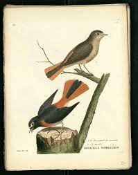 gravures oiseaux buffon rossignol de murailles illustration comment peindre coloriages spiderman hellokids.com