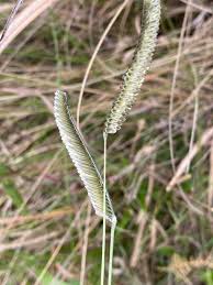 Image result for Ctenium concinnum