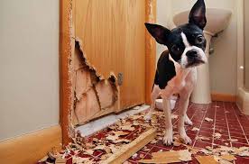 When it comes to protecting your home, quality coverage makes all the. Pros And Cons Of Allowing Pets In Rental Properties Smartmove