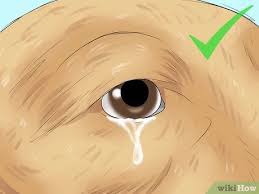 In this video i am focusing on treating coco's deep pyoderma (deep bacterial skin infection) that occurred mostly on her neck and hind end. How To Prevent Tear Staining In Dogs 10 Steps With Pictures