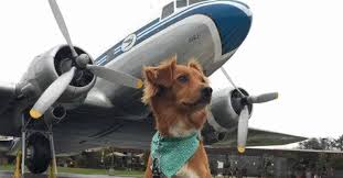 Book now your next flight! How Much Does It Cost To Fly With A Dog Spanielking