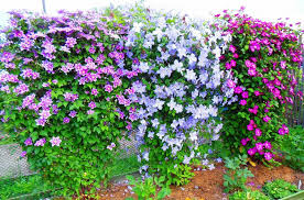 Maybe you would like to learn more about one of these? Clematis Clematis Care In Autumn Preparation For Winter Trimming And Shelter Plant How To Cover Clematis For The Winter All About The Preparation Pruning And Proper Shelter