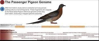 The Great Passenger Pigeon Comeback
