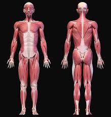 A female will have a short torso and long legs, while the natural male has a torso equal in length from the top of the very square 3x shoulders to the groin, equal to the length of his legs > a very long torso, shorter legs. Full Body Views Of Male Muscular Photograph By Pixelchaos
