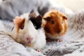 Guinea pig housing on amazon.com How To Choose The Right Cage Size For Guinea Pigs Pet Keen