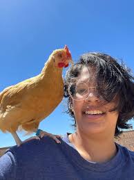It's as clear as B&W Everbody loves the courageous energetic Willy Wagtail.  I've managed to capture the Mother removing the poo sacks from the babies.  Enjoy https://www.youtube.com/@jzylstra53