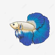 Maybe you would like to learn more about one of these? Gambar Vektor Ikan Cupang Putih Biru Ilustrasi Vektor Rancangan Png Transparan Clipart Dan File Psd Untuk Unduh Gratis