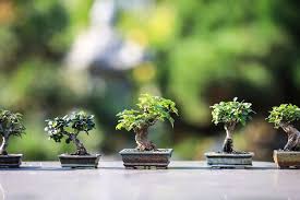 Tidak semua jenis tanaman dapat dijadikan sebagai tanaman bonsai, pemilihan jenis tanaman untuk bonsai erat kaitannya dengan bakalan bonsai yang akan dipelihara. Tanaman Hias Bonsai Dari Pohon Liar Disekitar Rumah Apa Saja Yuk Simak Jenis Jenisnya Lingkar Kediri