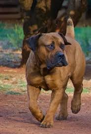 Pin By Mohamed Khaled On All About Dogs Bull Mastiff Dogs Giant Dog Breeds Mastiff Breeds
