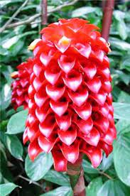 Tapeinochilos Ananassae Indonesian Wax Ginger Live Rhizome Tropical Flower Rhizome Tropical Flowers Plants