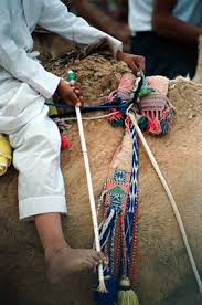 Mr richardson, who is popularly known as camel man, bought his first two camels from gracemere, near rockhampton, in preparation for the great australian camel race held as part of. The Camel Races Of Kuwait A Photo Essay