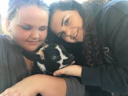 Introducing new pet goats to the family