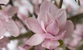 10 Fascinating Facts Every Magnolia Lover Should Know In 2020 Magnolia Flower Magnolia Flowers