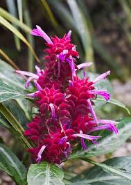 Image result for Justicia buchholzii