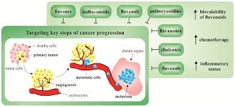 Any comments or if you have any question, write it in the comment. Cancers Free Full Text Flavonoids In Cancer Metastasis Html