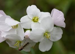 Image result for Cardamine