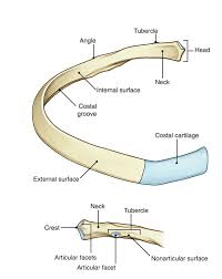 We did not find results for: Easy Notes On Ribs Learn In Just 4 Minutes Earth S Lab