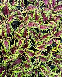 Image result for Coleus thyrsoideus