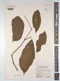 Image result for Phragmanthera polycrypta