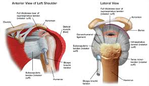 shoulder injury get help at greenfield orthopedics