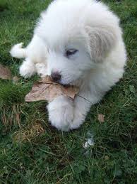 Great Pyrenees Puppy Playing With A Leaf In The Garden Great Pyrenees Top Dog Breeds Great Pyrenees Dog