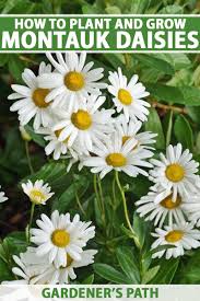 Before you buy a bouquet﻿, check out these flower meanings for popular blooms like roses, tulips, lilies, and peonies, to make sure you send the right 50 beautiful flower meanings that will surprise you. How To Grow Montauk Daisies Gardener S Path