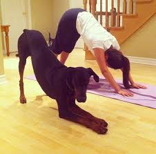 Pin By The Secret Life Of Pets On Love Dog Doing Yoga Dog Yoga Downward Dog