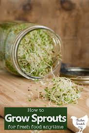 As you can see in the video below, they often have a wide selection of beautiful blooms. How To Grow Sprouts At Home For Fresh Food Anytime