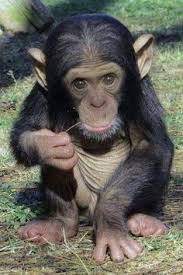 Ada satu hal lagi yang menjadi rahasia umum, yaitu kelucuannya dan wajahnya yang awet muda atau baby face membuat army menjulukinya bayi itik atau si kue mochi (jajanan yang populer di jepang, korea dan sekitarnya). Ak Hira Abdulkasim466 Profil Pinterest