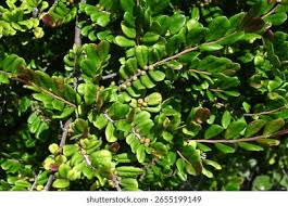 Image result for Pentaphylacaceae