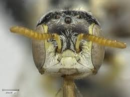 Image result for Isoglossa perdita