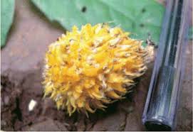 Image result for Craterispermum schweinfurthii
