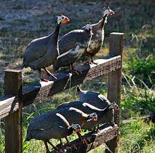 I've seen really effective guinea houses that are more long than wide and have the roosts about halfway up between the floor and the ceiling all the way at one end. Guinea Fowl Your Overlooked Backyard Buddy Modern Farmer