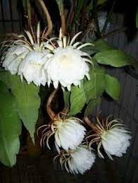 Pin On Night Bloomer