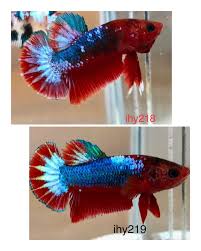 Pin On Betta Splendens