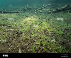 Image result for Subularia monticola