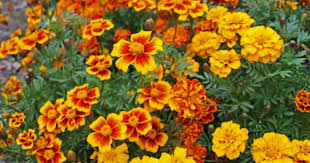 Easiest flowers to grow from seed. Top 10 Flowers Easy To Grow From Seeds Blog Nurserylive Com Gardening In India