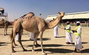 Produced by lukas lukincic animation… A Beginners Guide To Attending The Al Dhafra Festival 2020 21 Family Travel In The Middle East