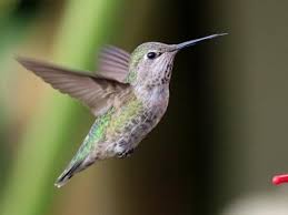 annas hummingbird identification all about birds cornell