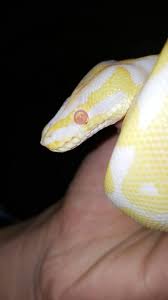On snakes, the mites will generally be tucked under the overlapping or projecting edges of scales there is no easy way to get rid of mites. Mites In My Snakes Eyes