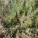 Image result for Eragrostis cylindriflora